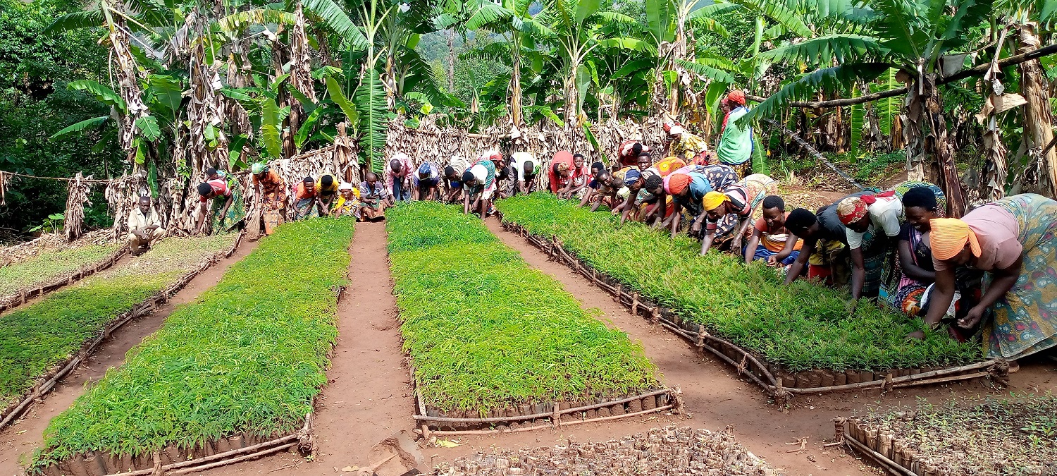 Tree nursery in preparation